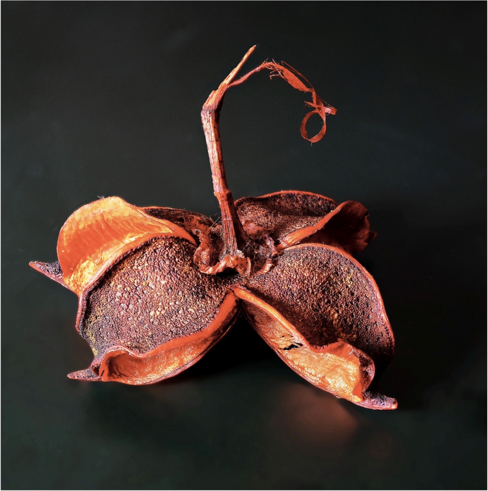 Joint 1st - Nutcase by Dave Burman